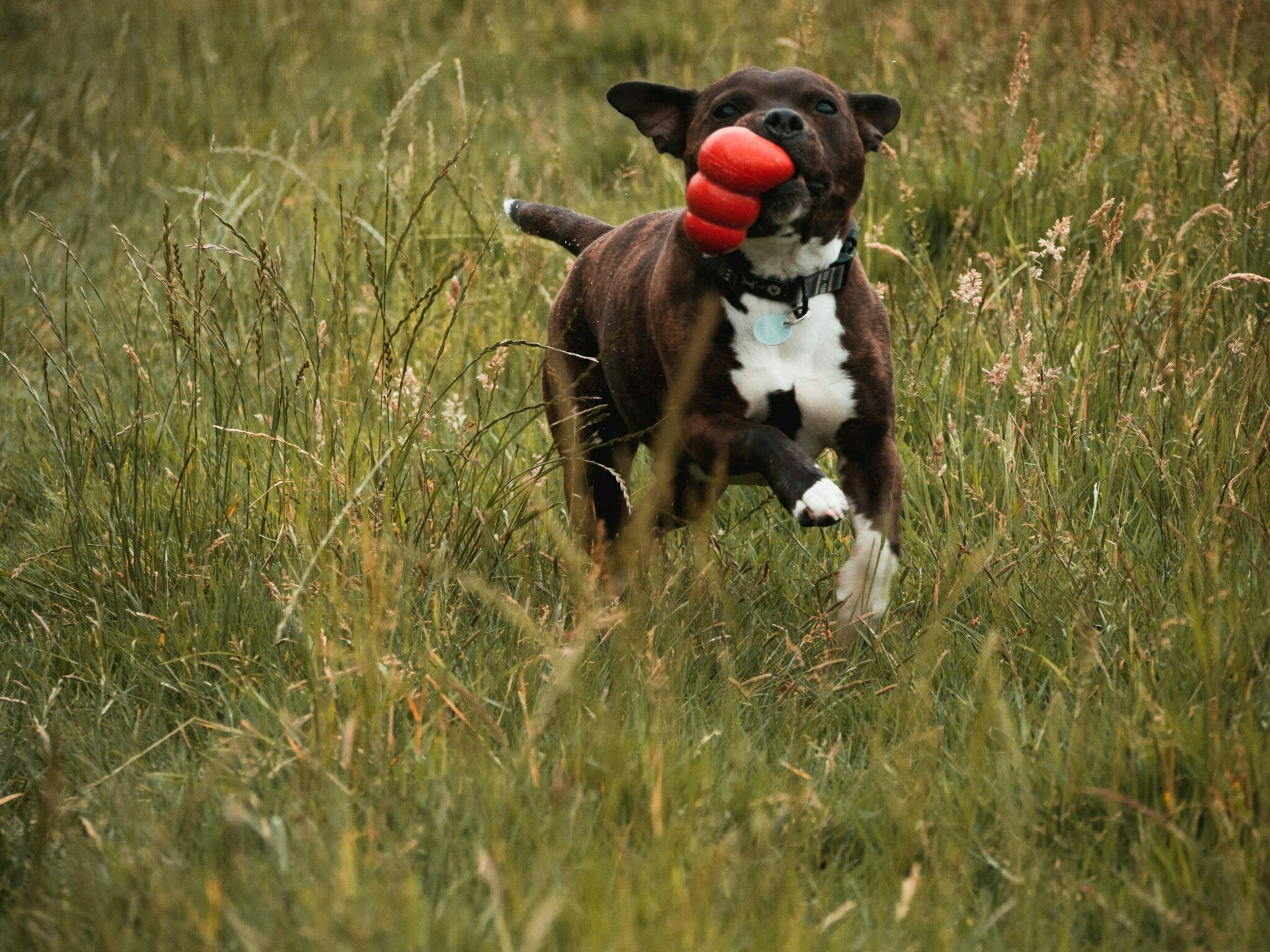 Chien avec un kong dans sa gueule