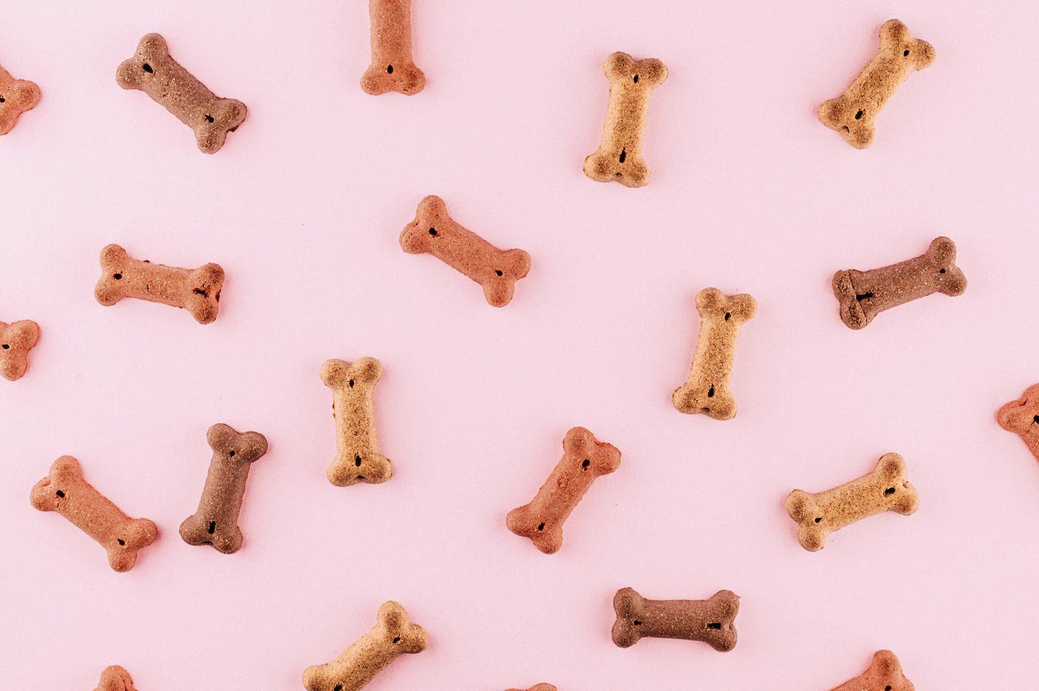 Friandises chien en forme d’os