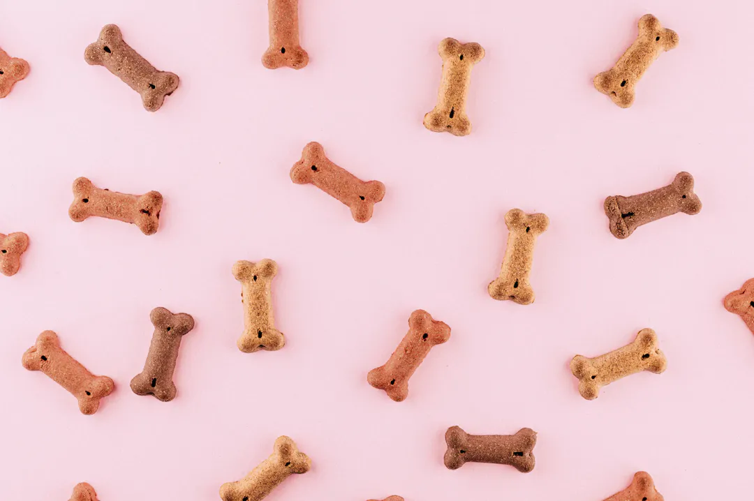 Friandises chien en forme d’os