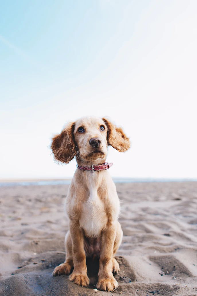 Chien sur la plage – @Ryan Walton