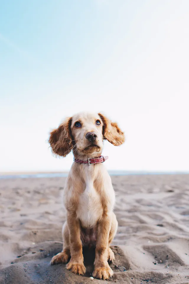 Chien sur la plage – @Ryan Walton