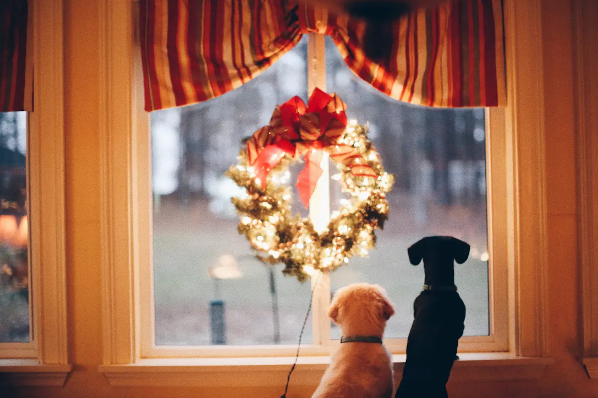 chiens et chats à Noël qui regardent à travers une fenêtre
