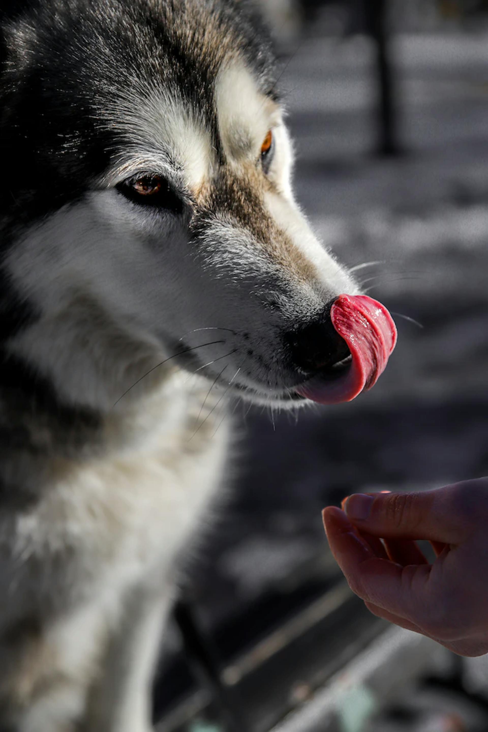 Chien husky qui se lèche les babines