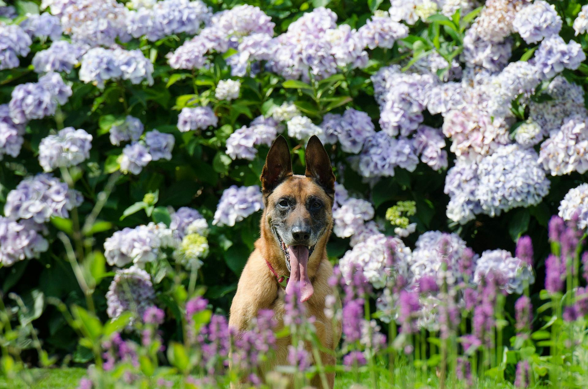 un berger Allemand devant des fleurs Source : Pixabay – 825545