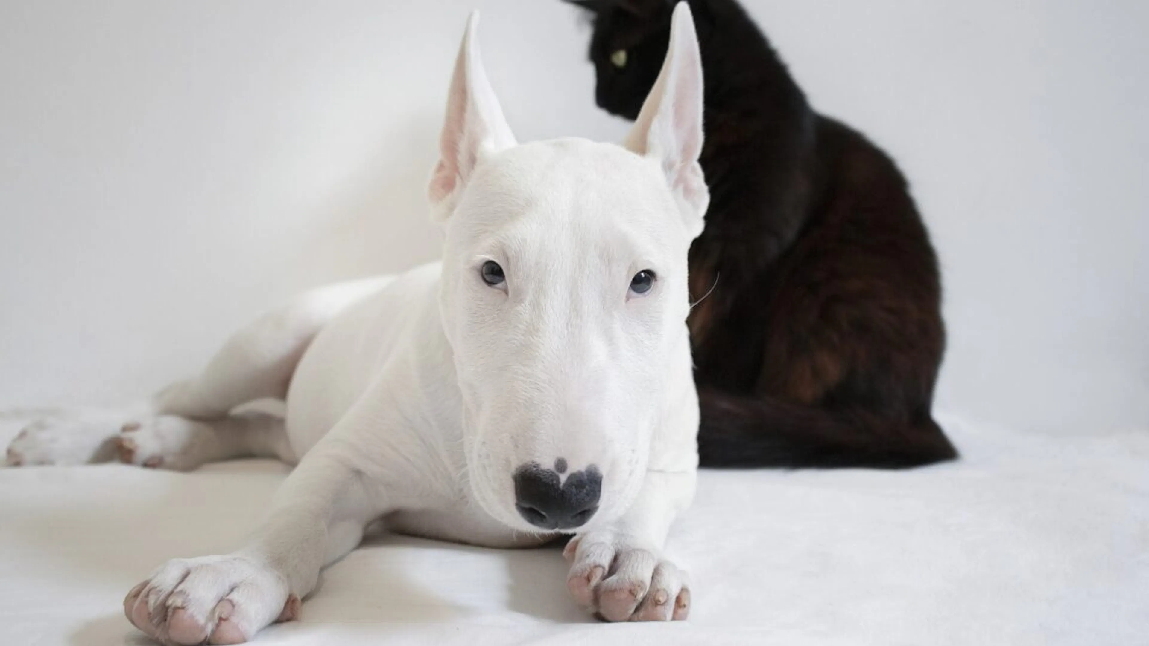 chien et chat