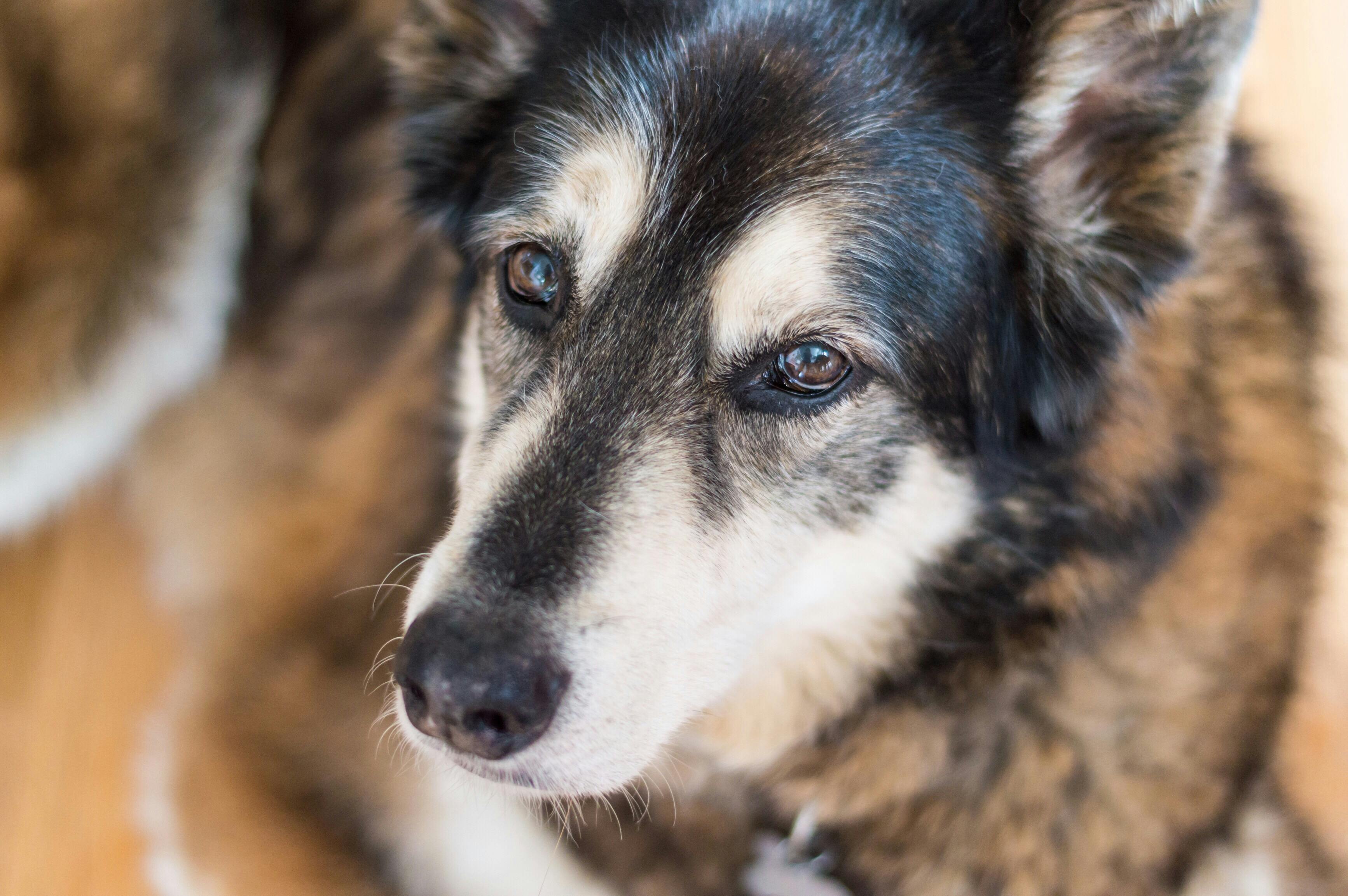 Comment nourrir un chien âgé ? Par Elmut