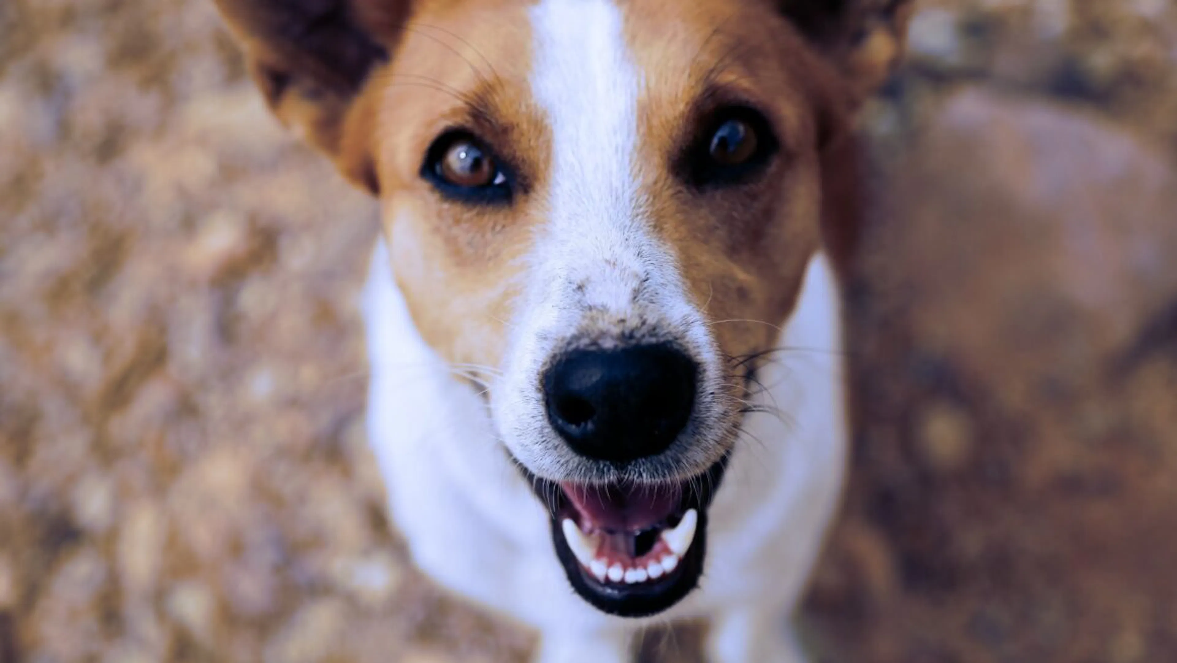 dents chien