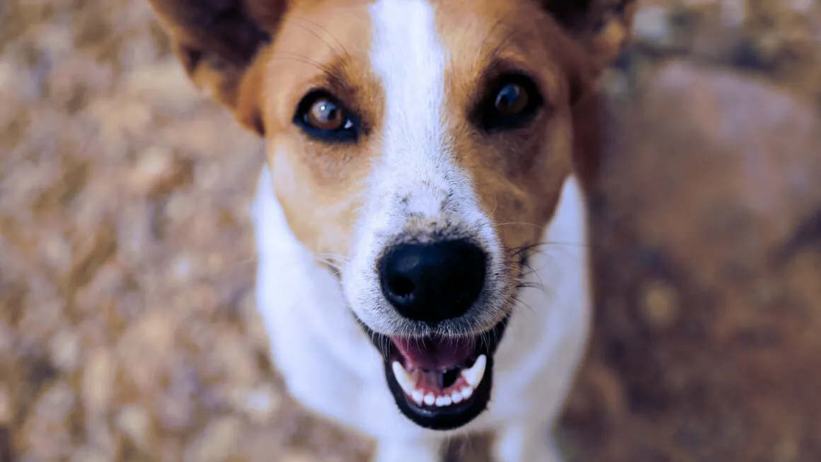 dents chien