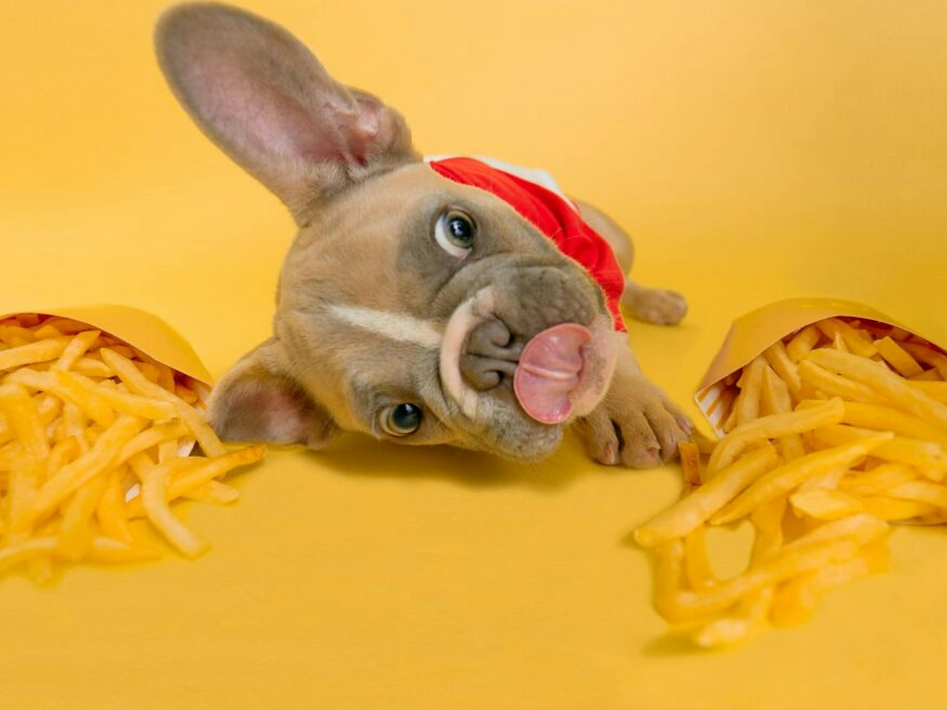 Chien qui veut manger des frites 