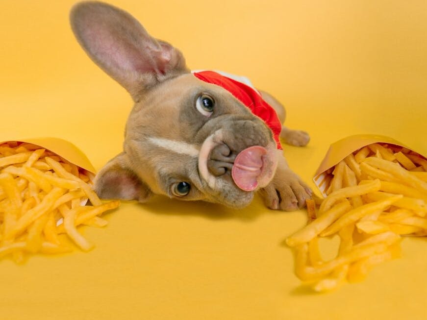 Chien qui veut manger des frites