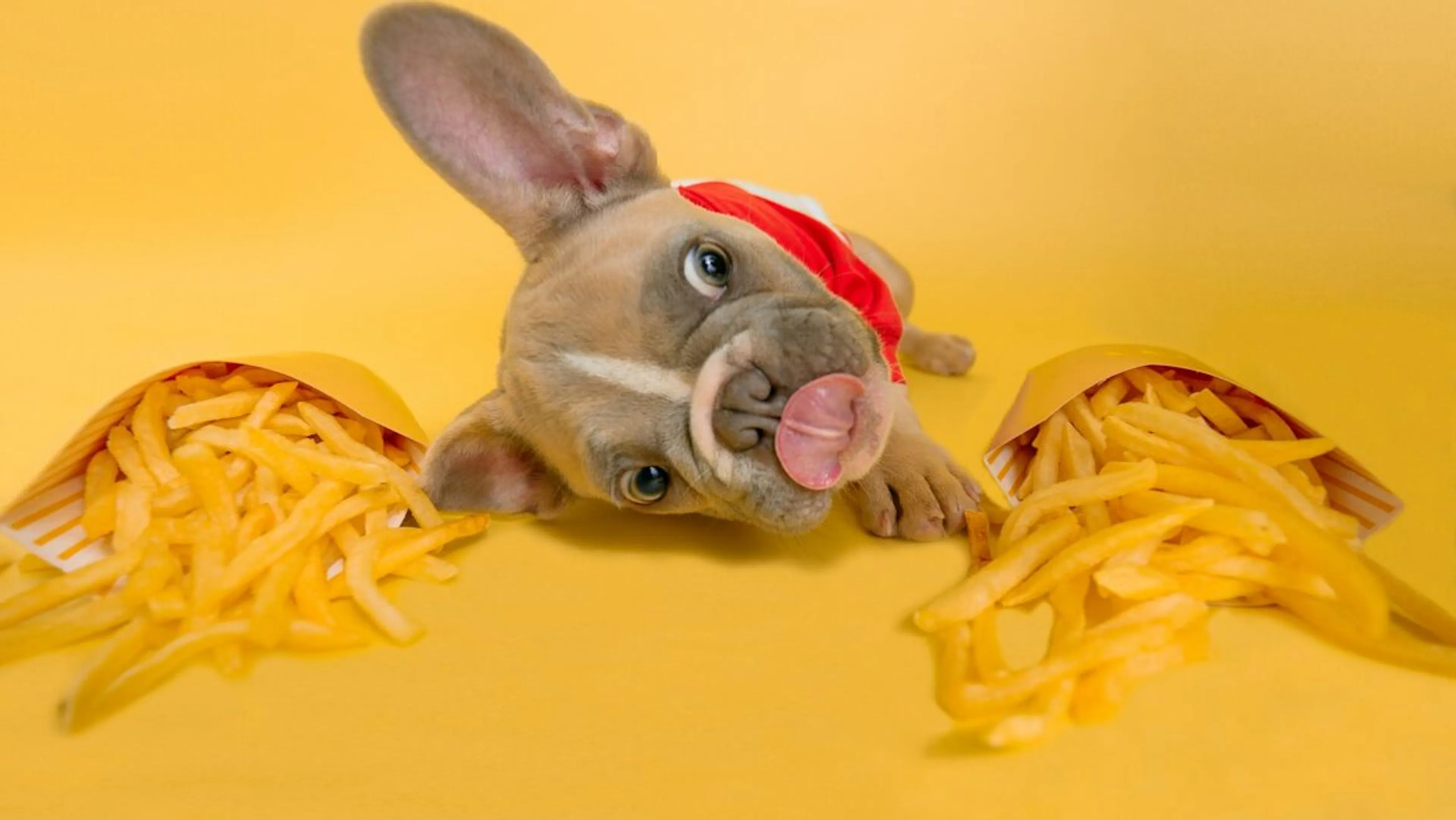 Chien qui veut manger des frites 