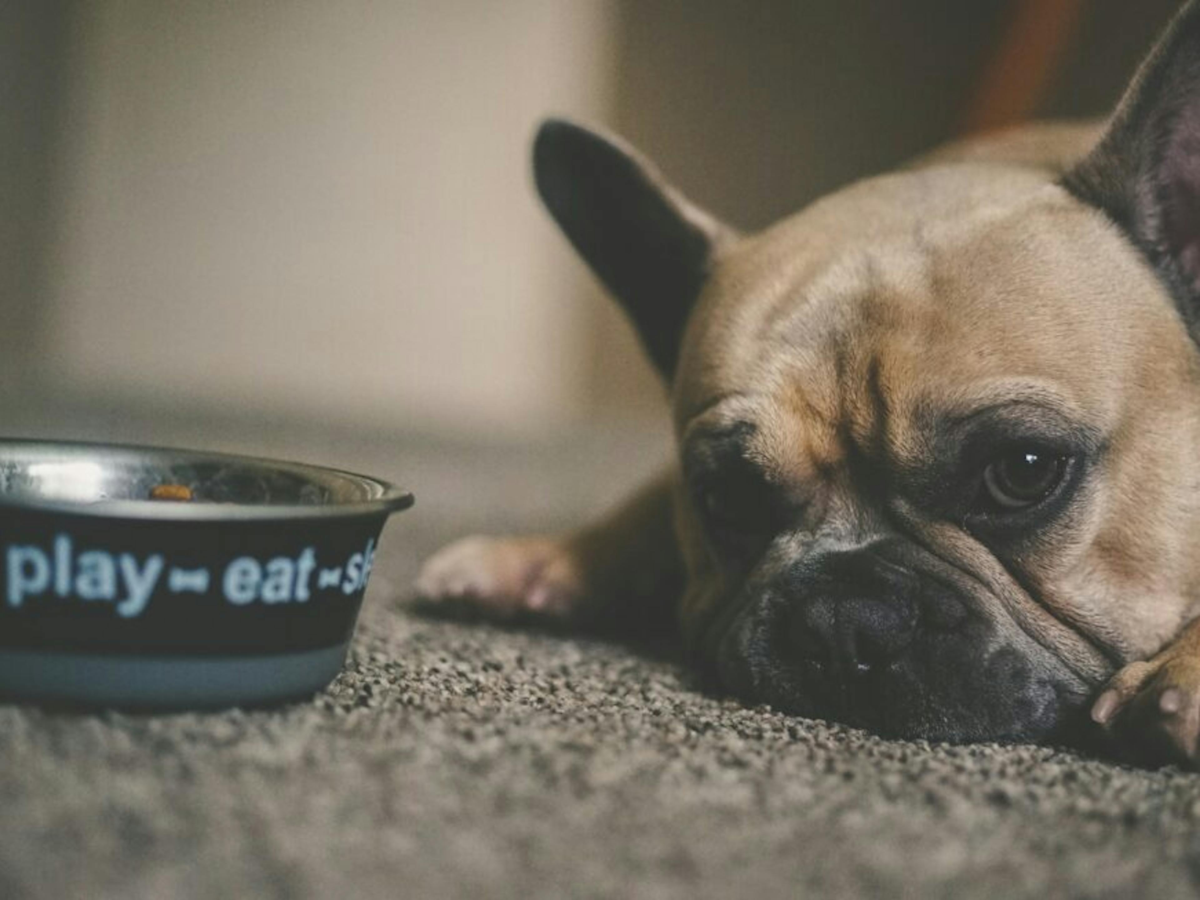 Un chien et sa gamelle 