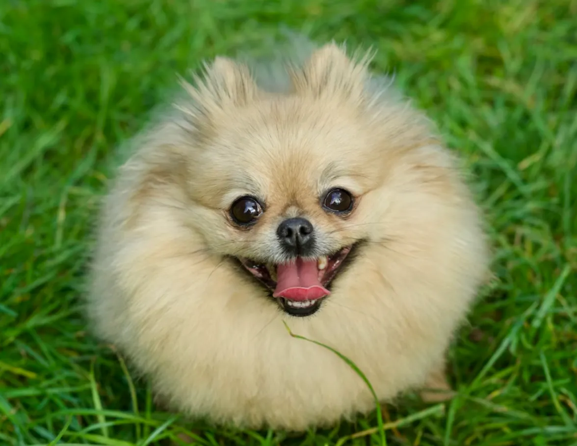 Spitz dans l'herbe