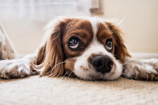 chien cavalier king charles allongé dans l'appartement