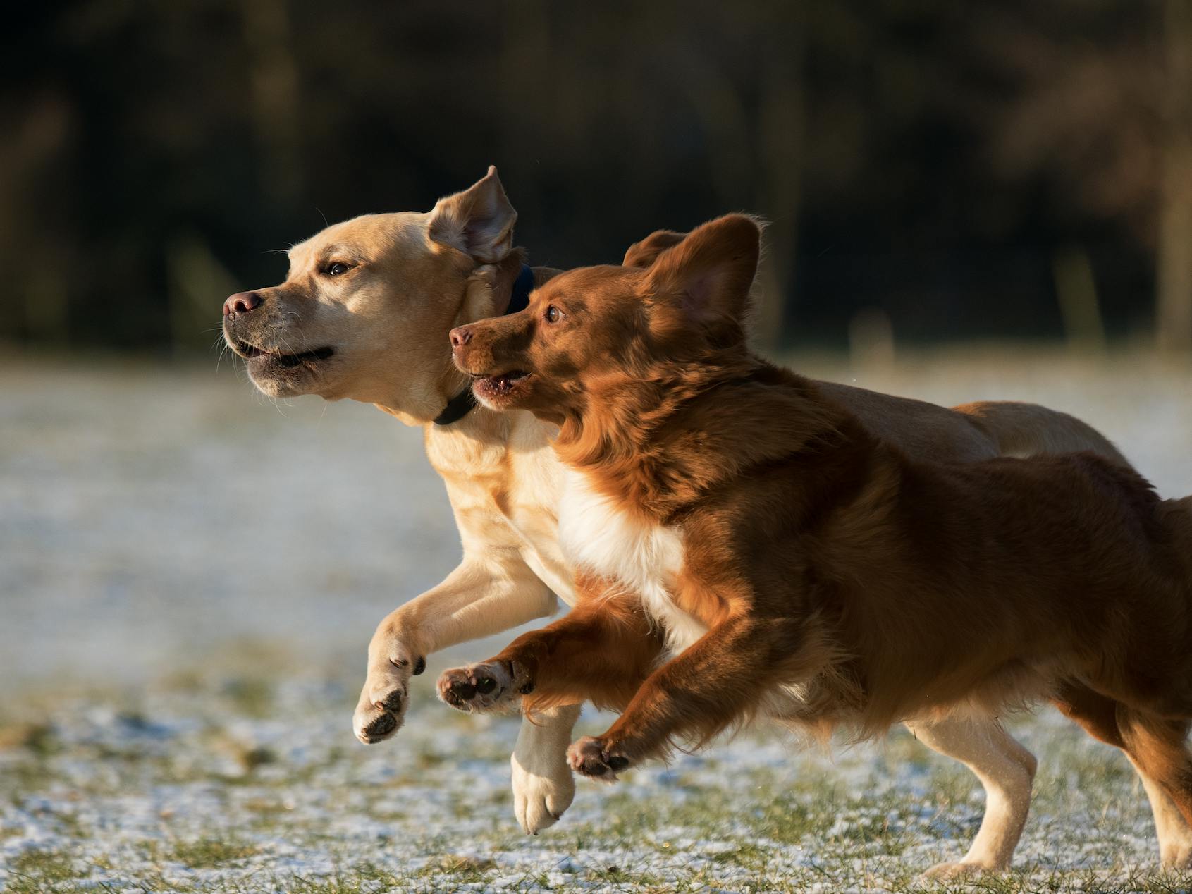 vincent-van-zalinge-unsplash chiens qui courent