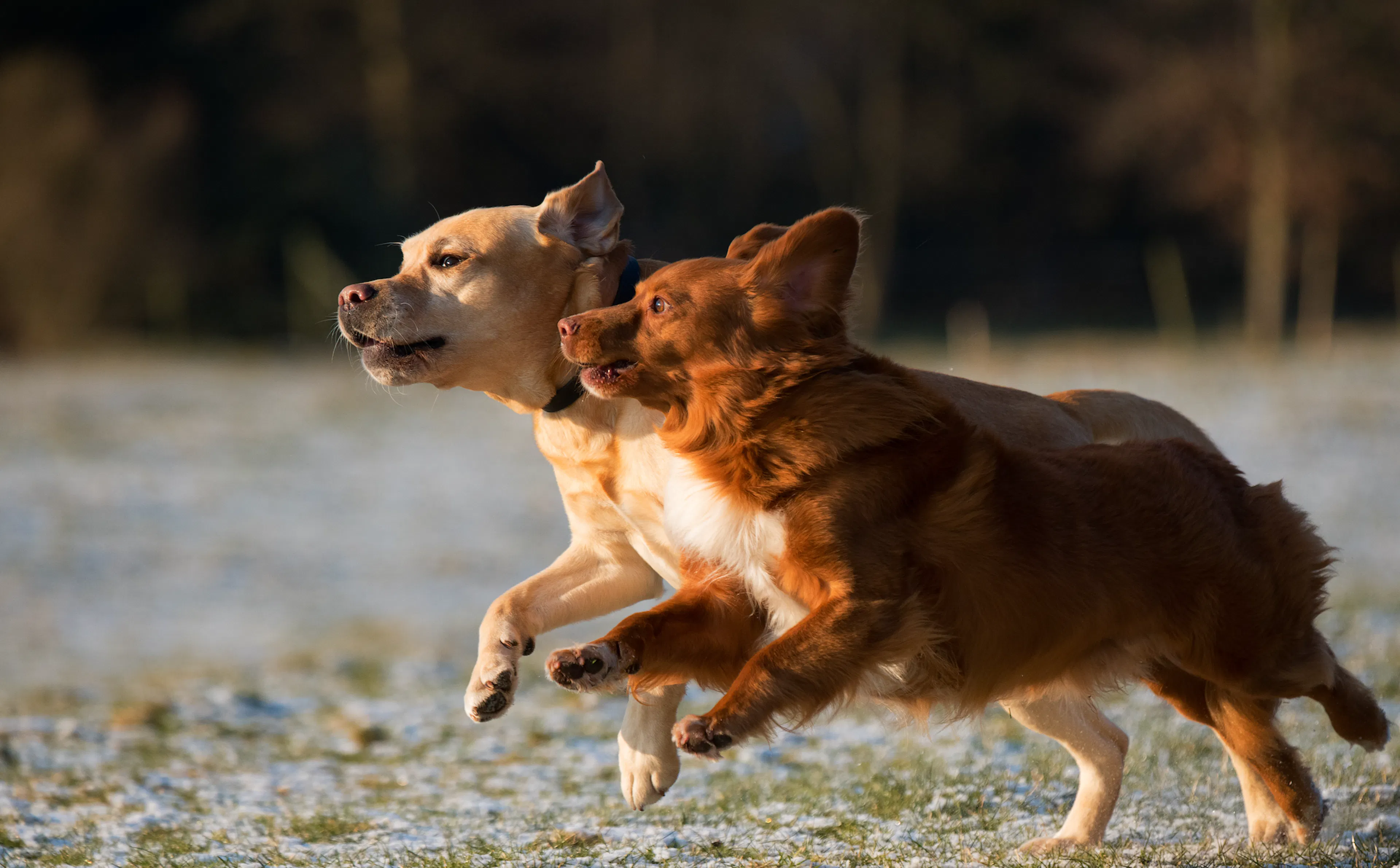 vincent-van-zalinge-unsplash chiens qui courent