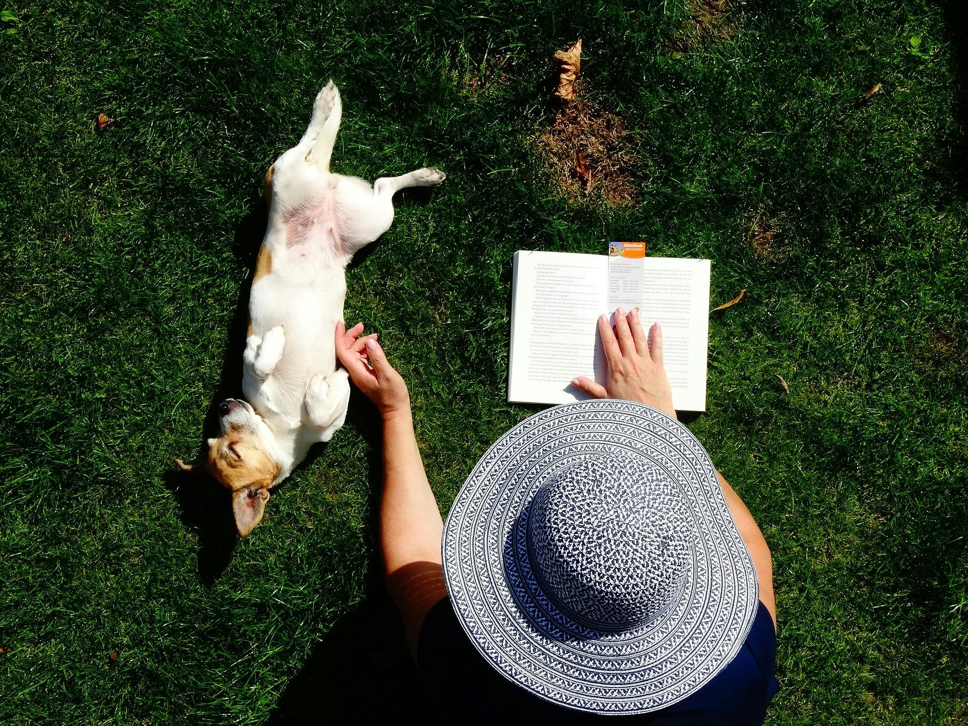 chien qui se fait gratter dans un jardin Source : Pixabay – Bequest