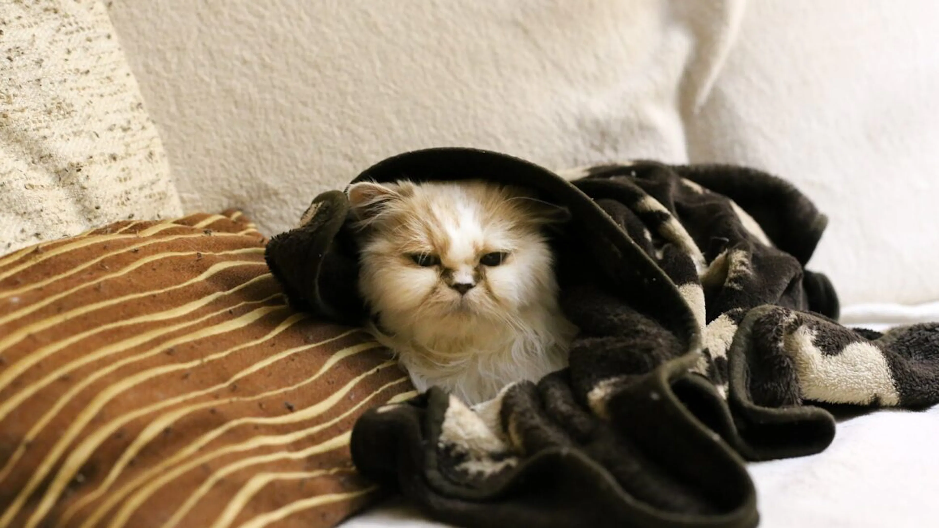 chat avec plaide sur canapé