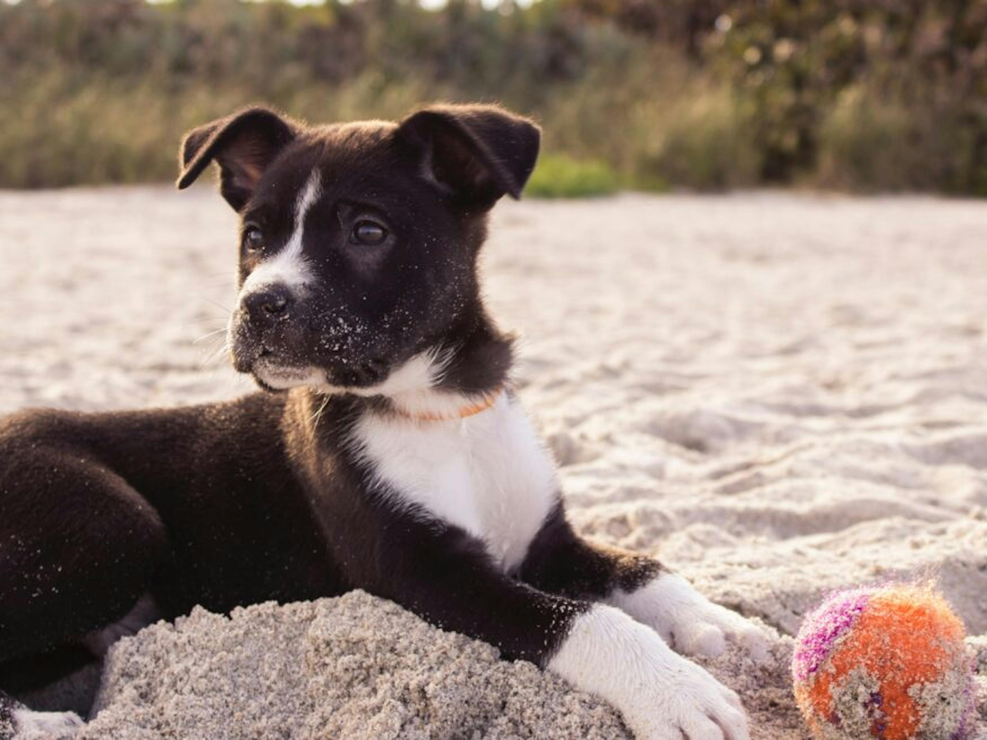 Chien sur la plage 