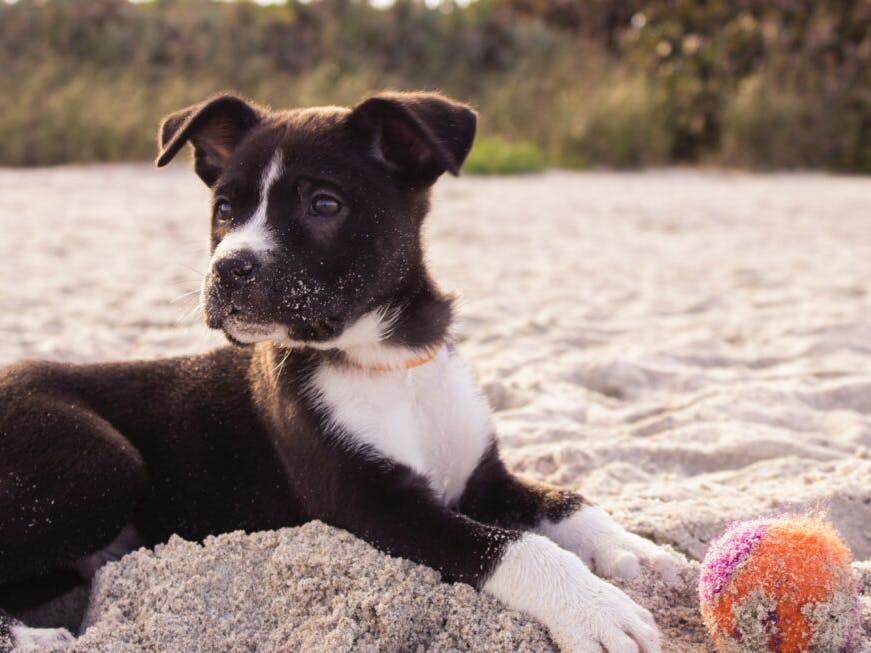 Chien sur la plage