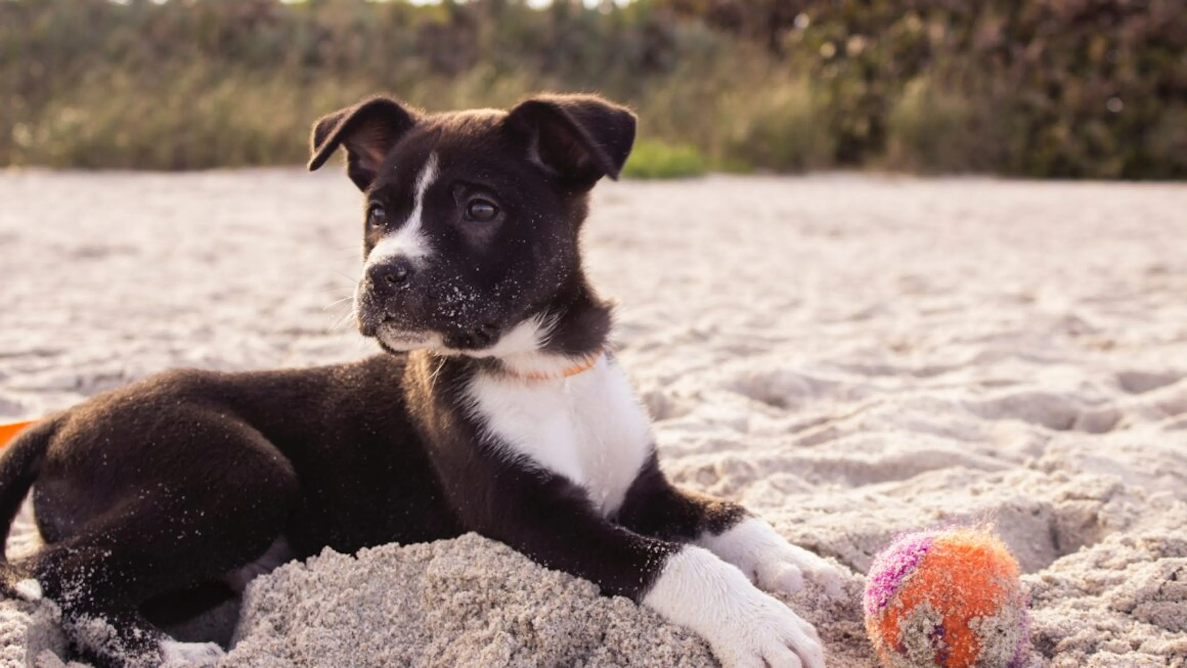 Chien sur la plage 