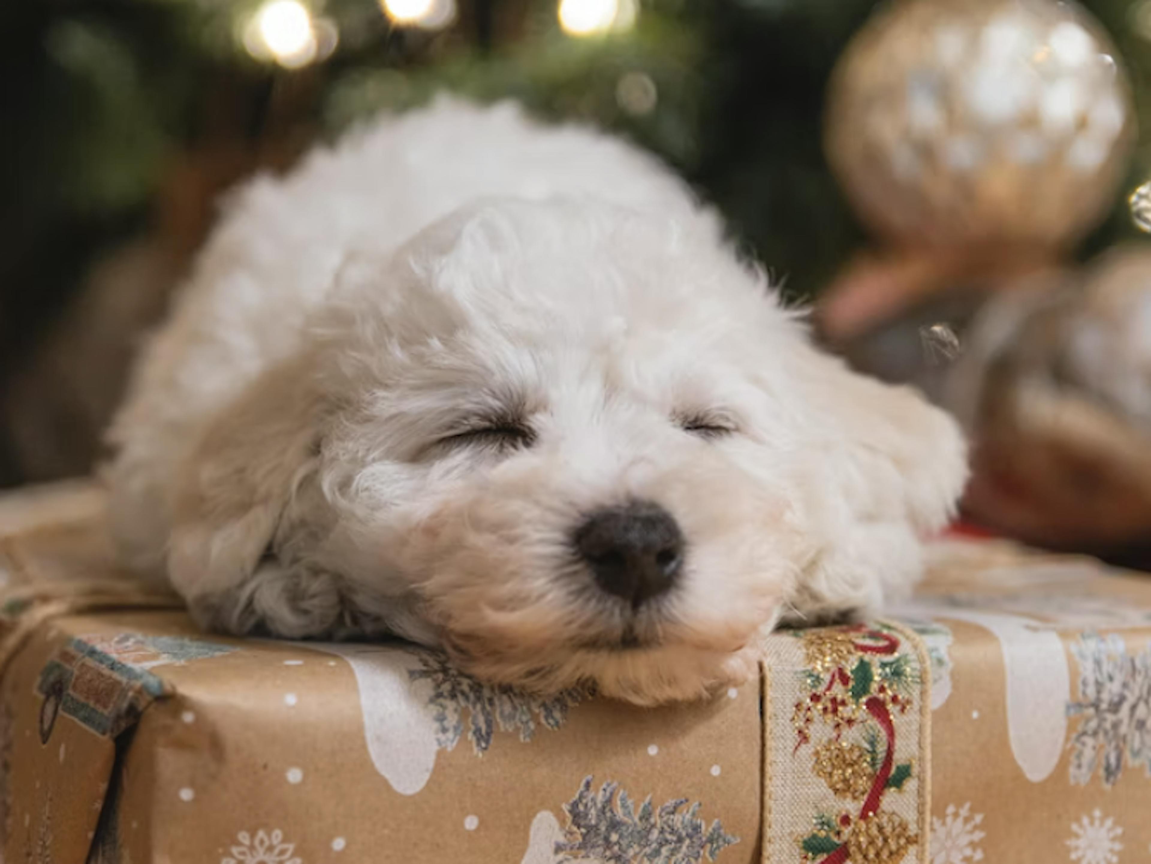 Les dangers à Noël pour les chiens et chats