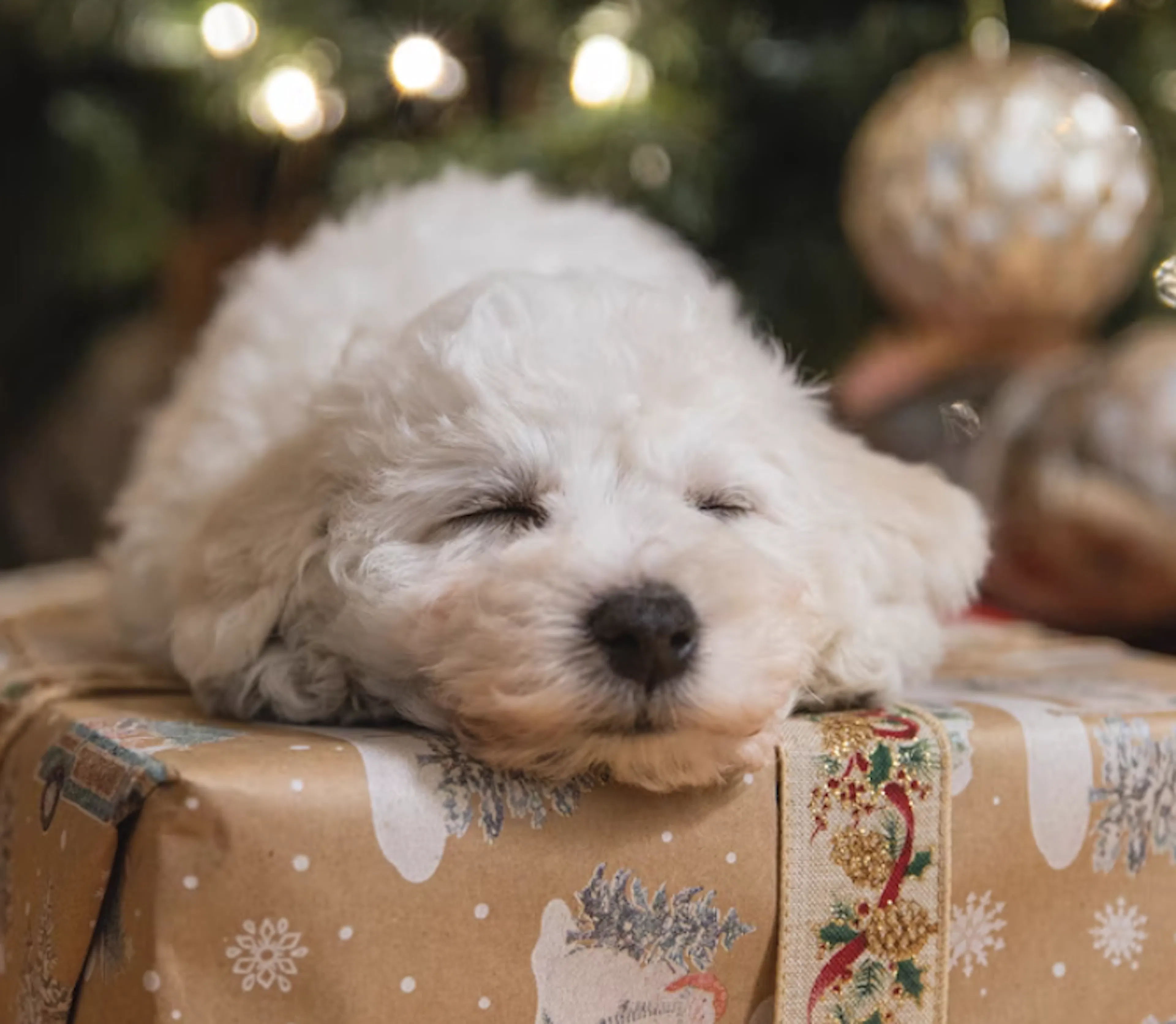 Les dangers à Noël pour les chiens et chats