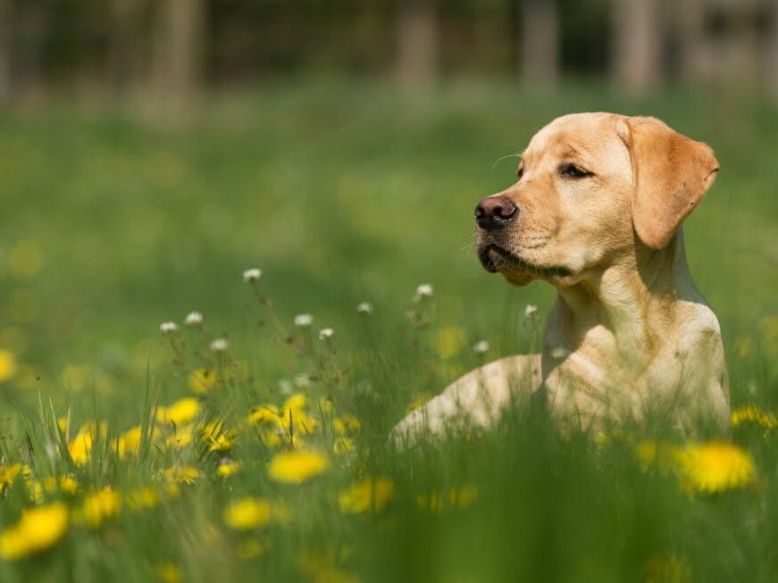 chien dans l'herbe
