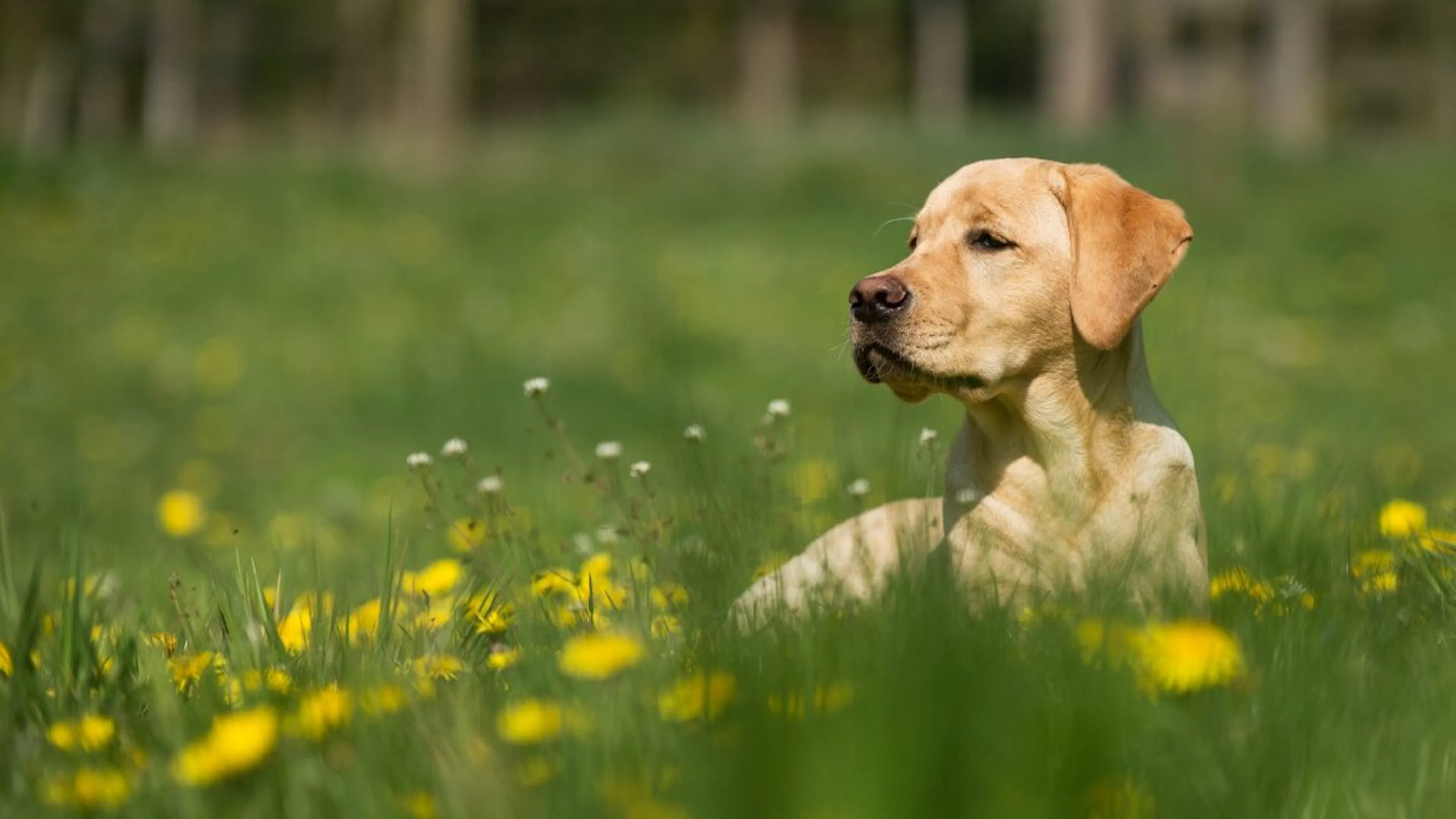 chien dans l'herbe