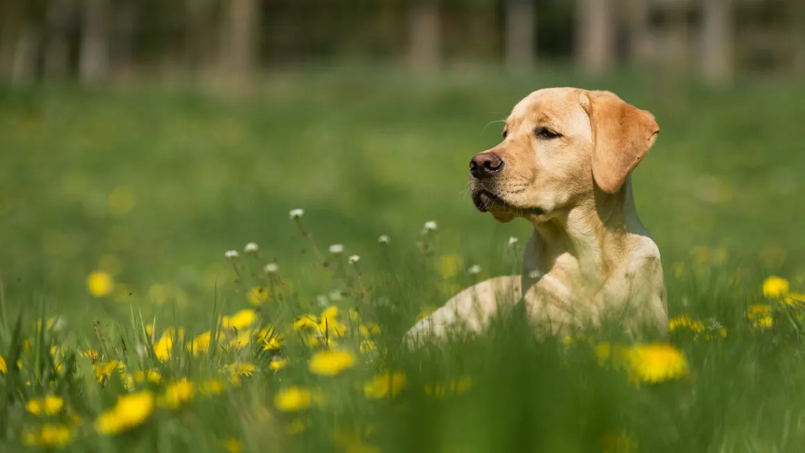 chien dans l'herbe