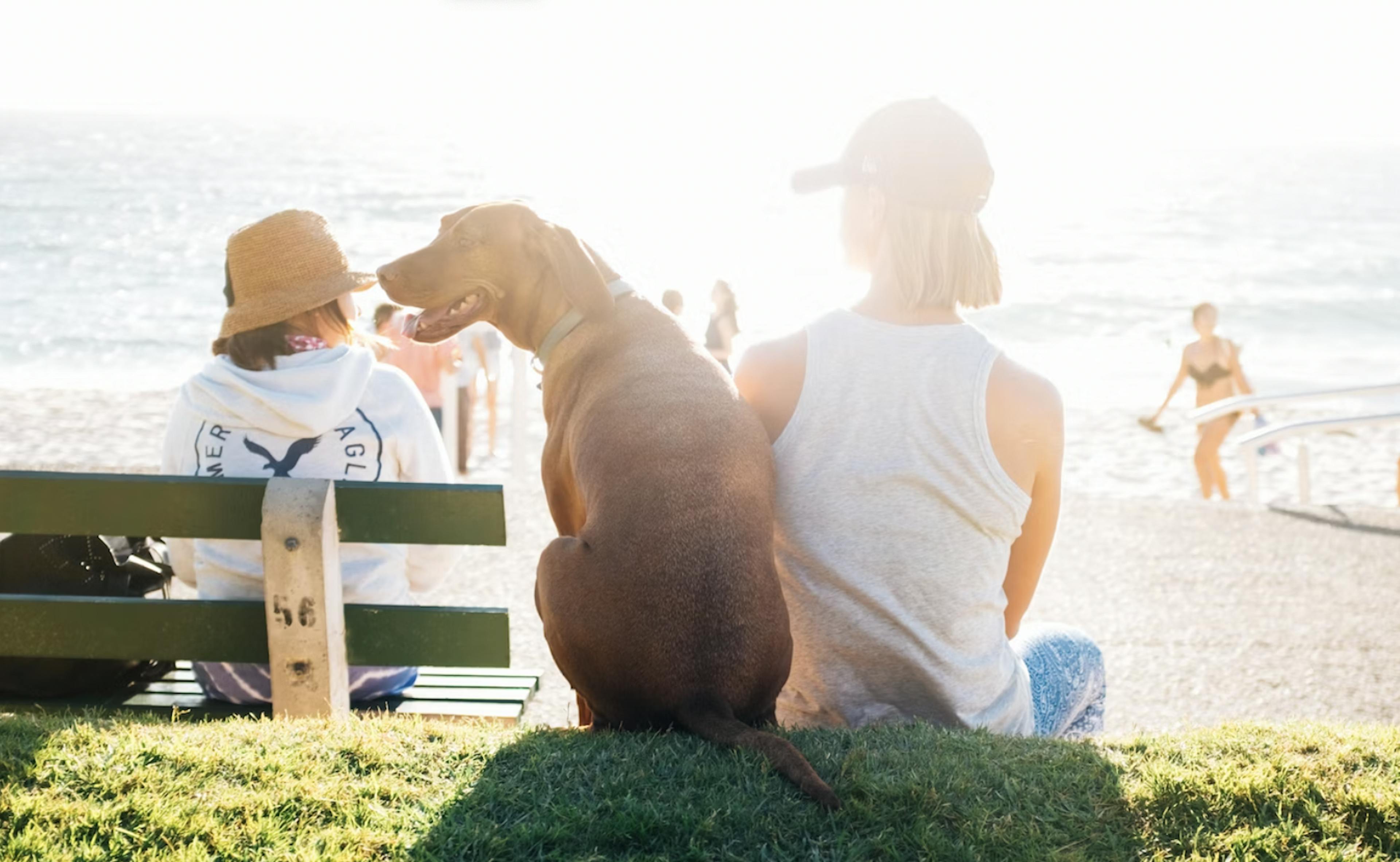 chien heureux avec son maître