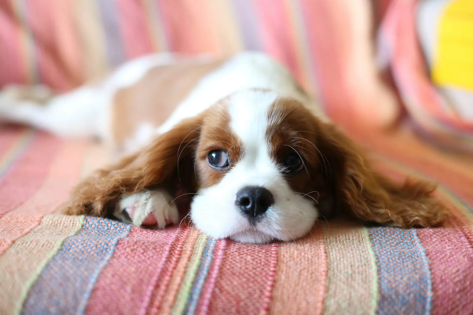 Chiot à la maison