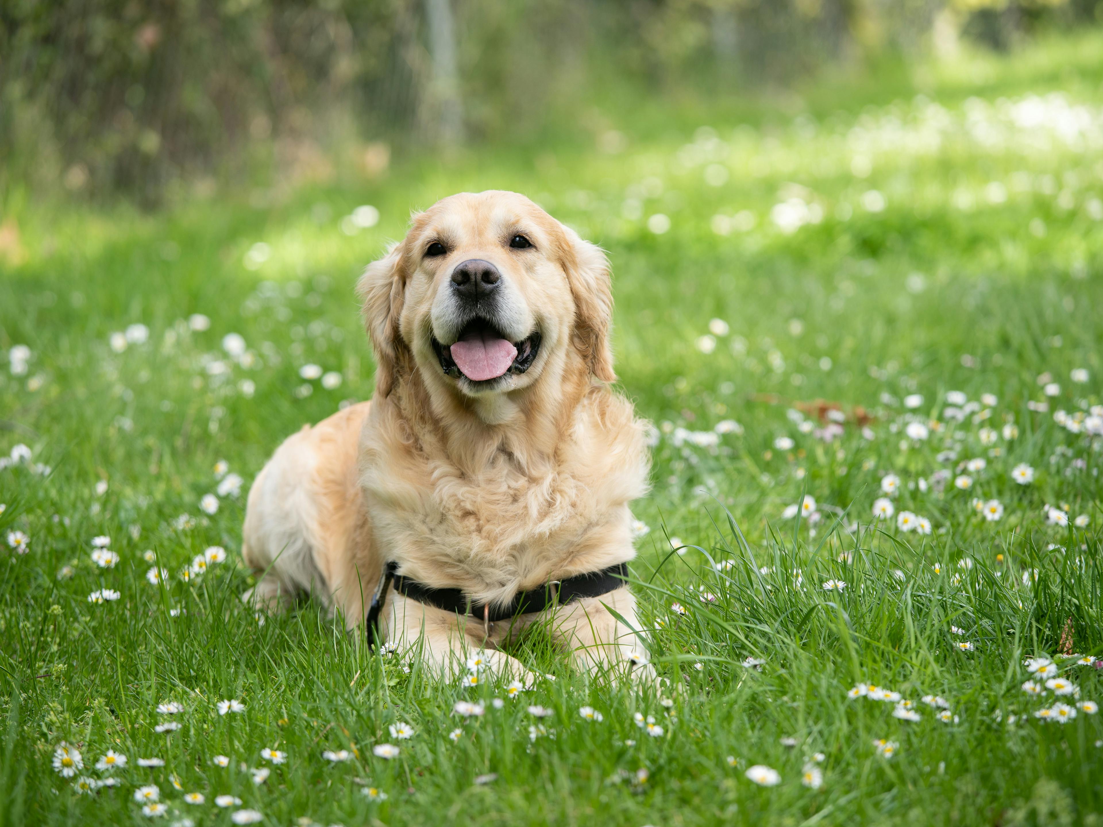 chien labrador allongé dans l'herbe