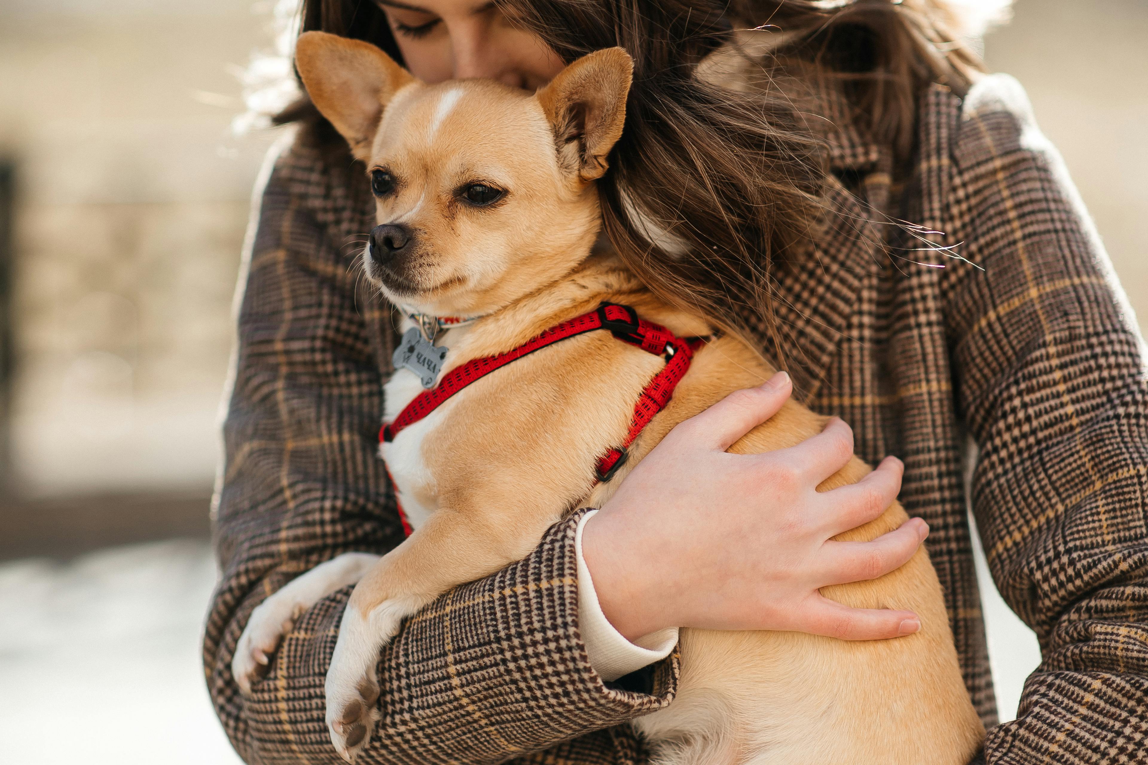 Chien dans les bras de ses maîtres @Helena Lopes