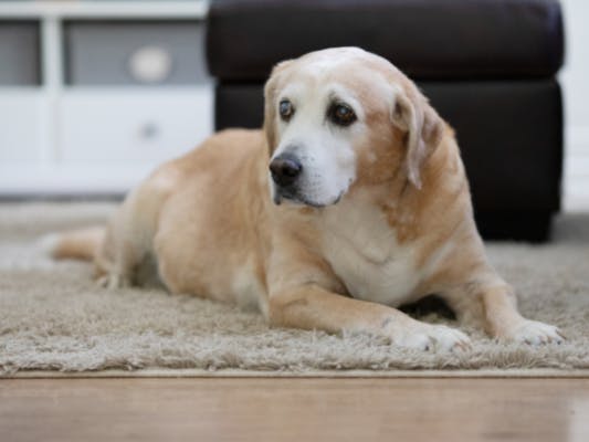 Vieux chien allongé