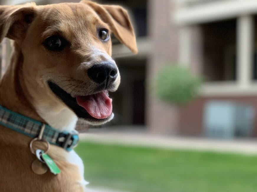 Chien qui est heureux 