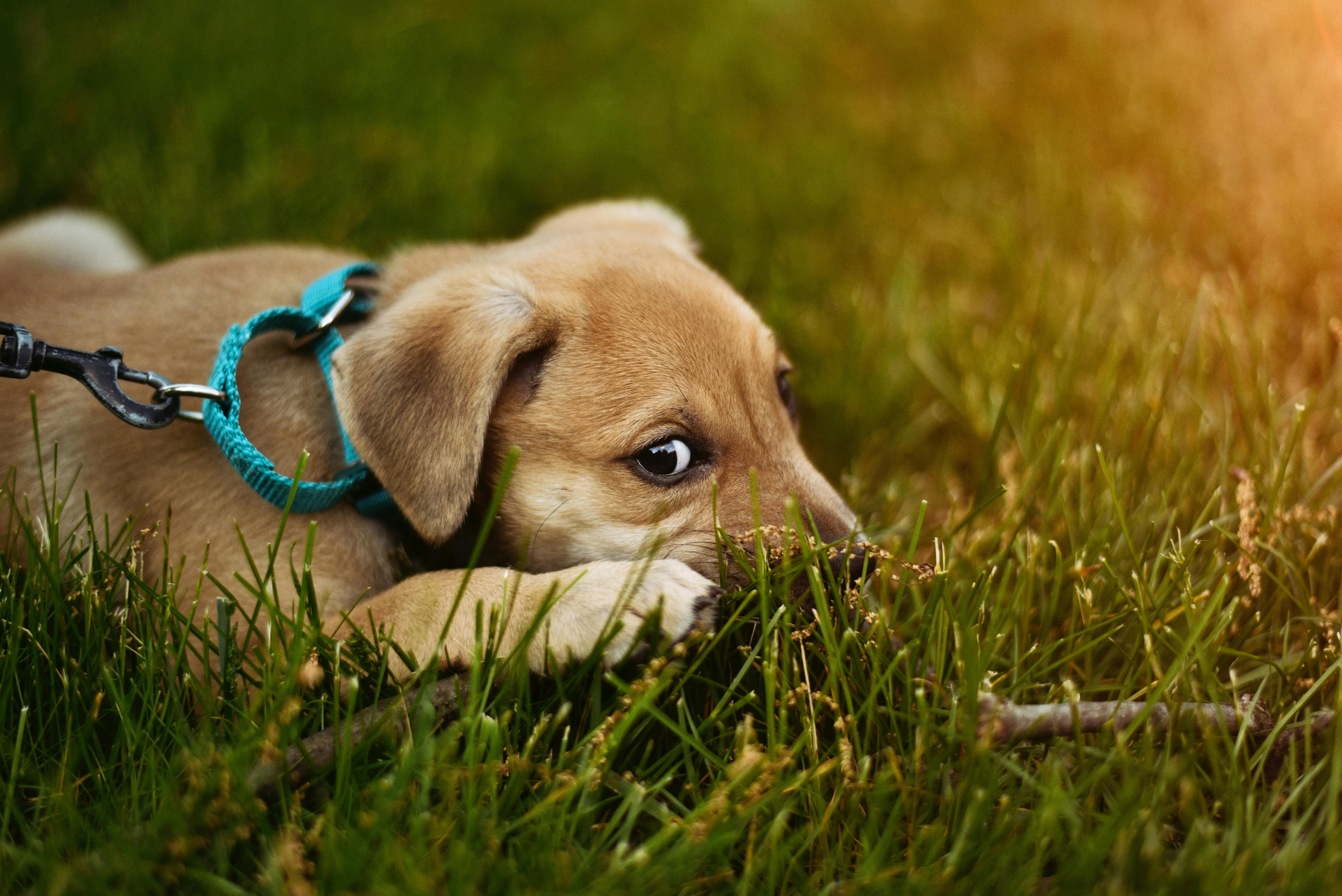 chiot qui se cache dans l'herbe