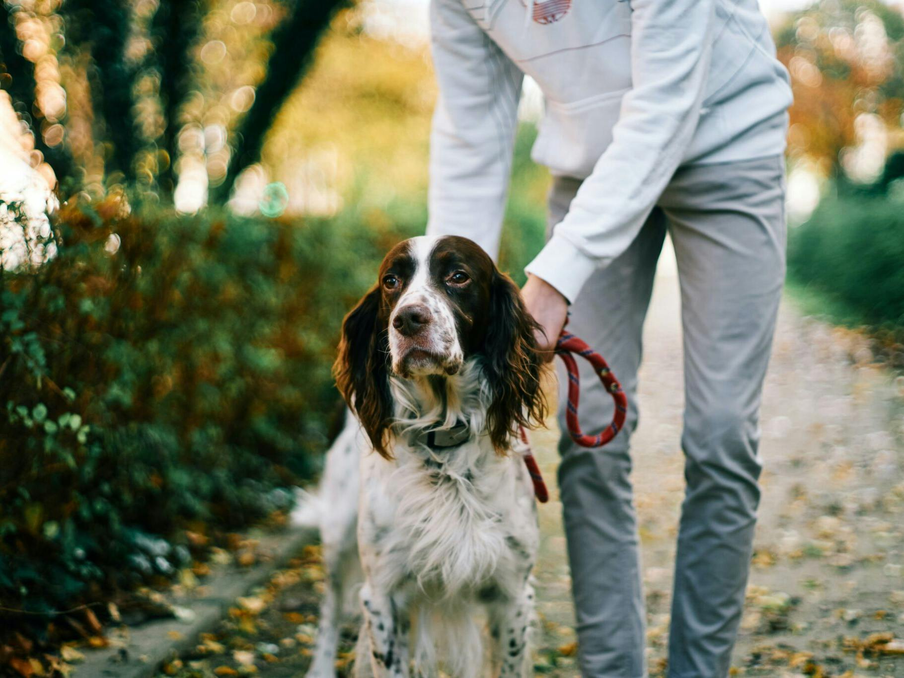 Chien à Paris