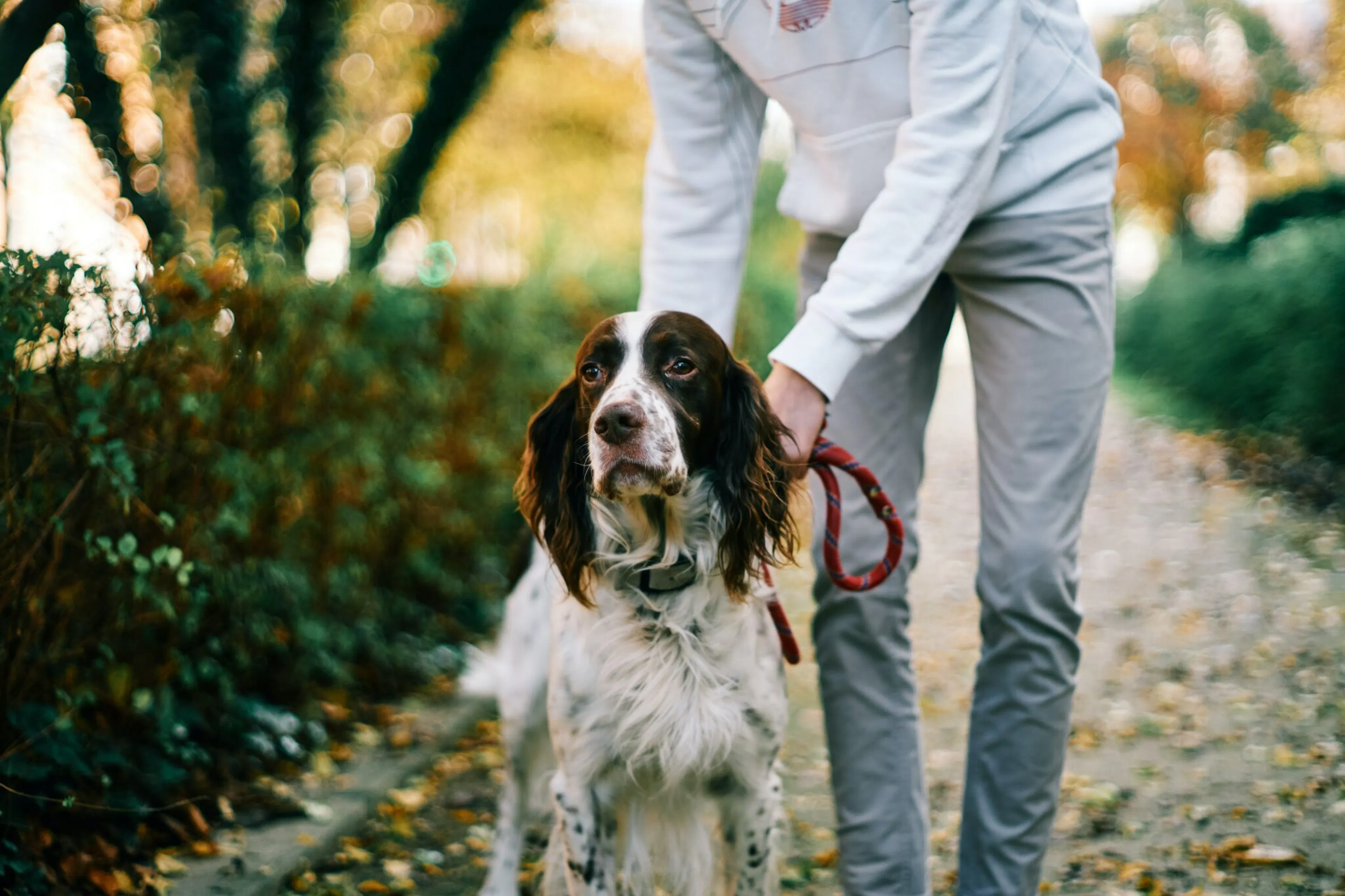 Chien à Paris