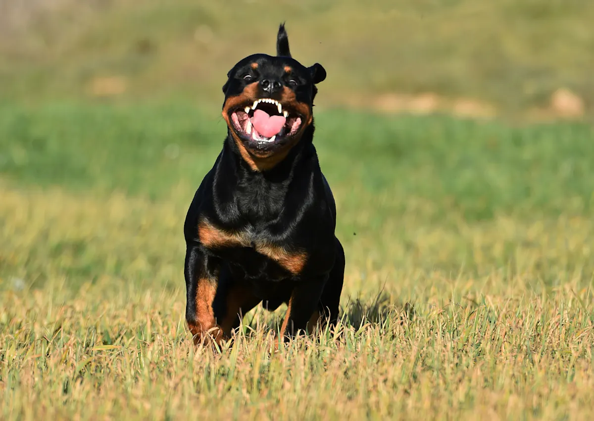 Rottweiler qui cours vers l'objectif