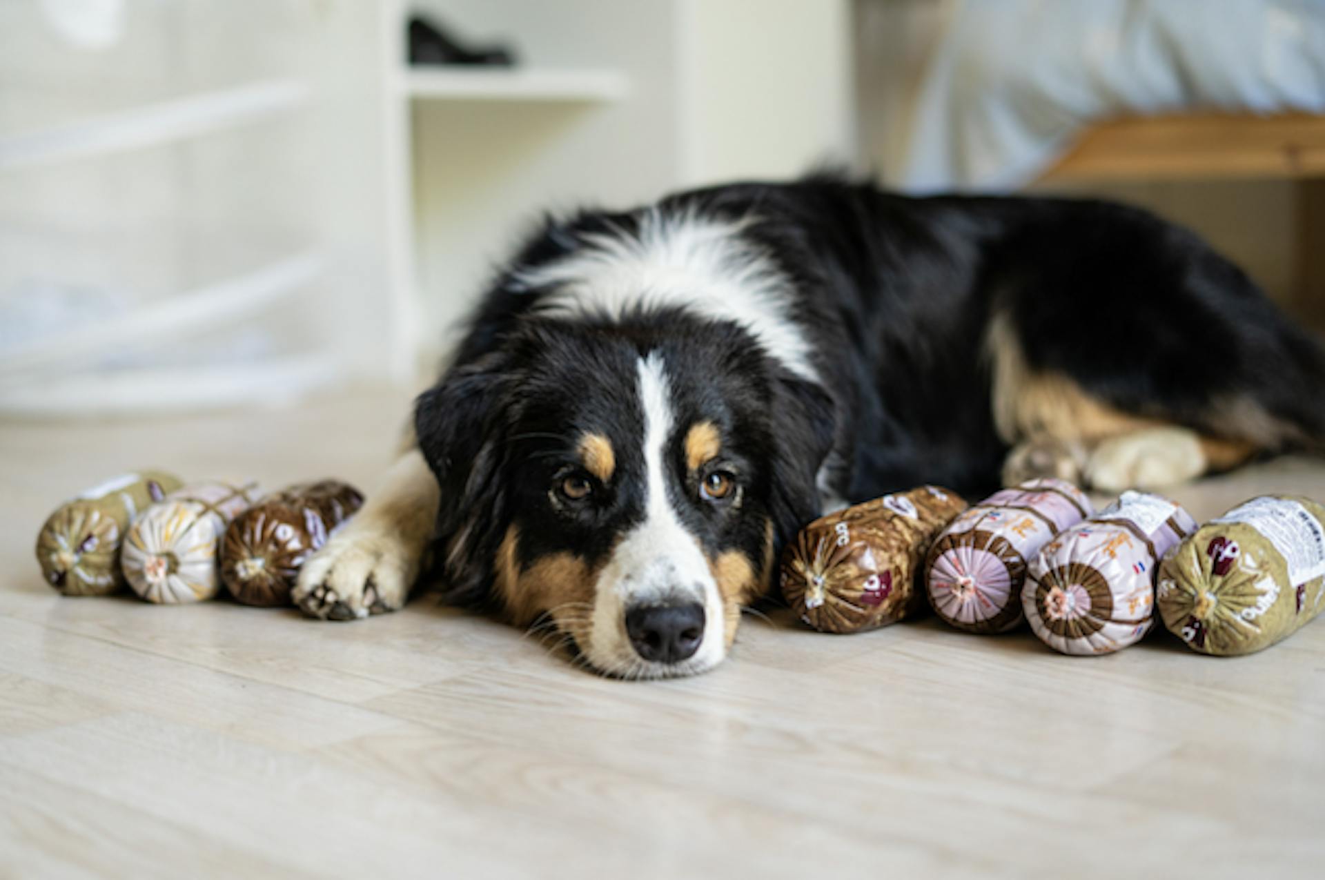 Chien couché qui pose devant des boudins Elmut