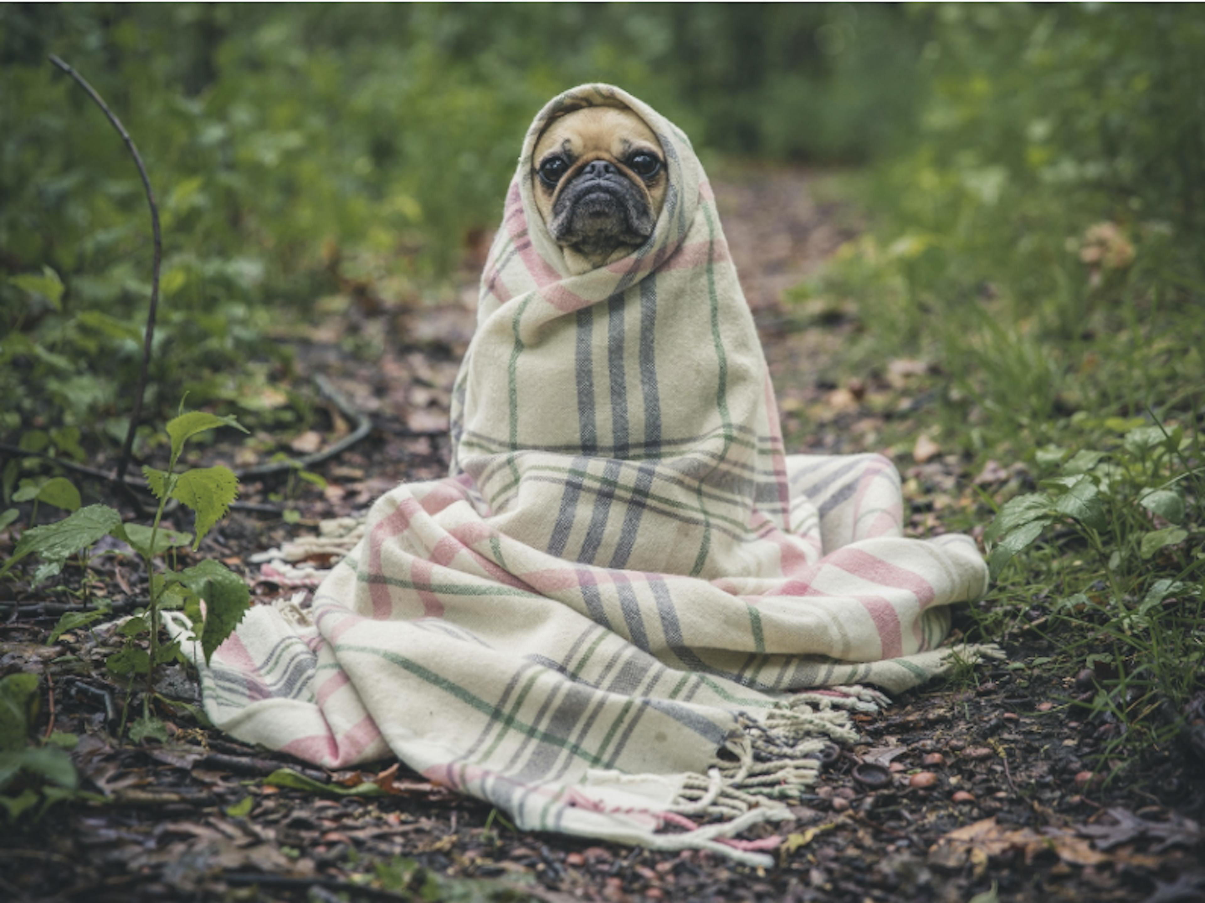 chien qui tremble sous une couverture 