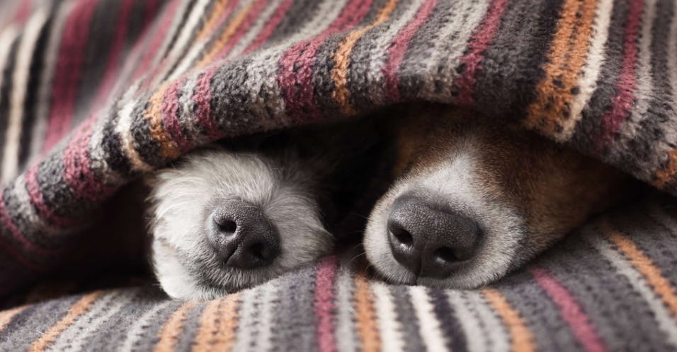 Deux truffes de chiens qui dépassent d'une couverture 