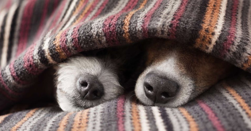 Deux truffes de chiens qui dépassent d'une couverture