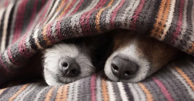 Deux truffes de chiens qui dépassent d'une couverture