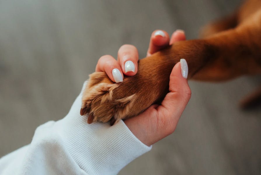 main d'une femme tenant la patte d'un chien