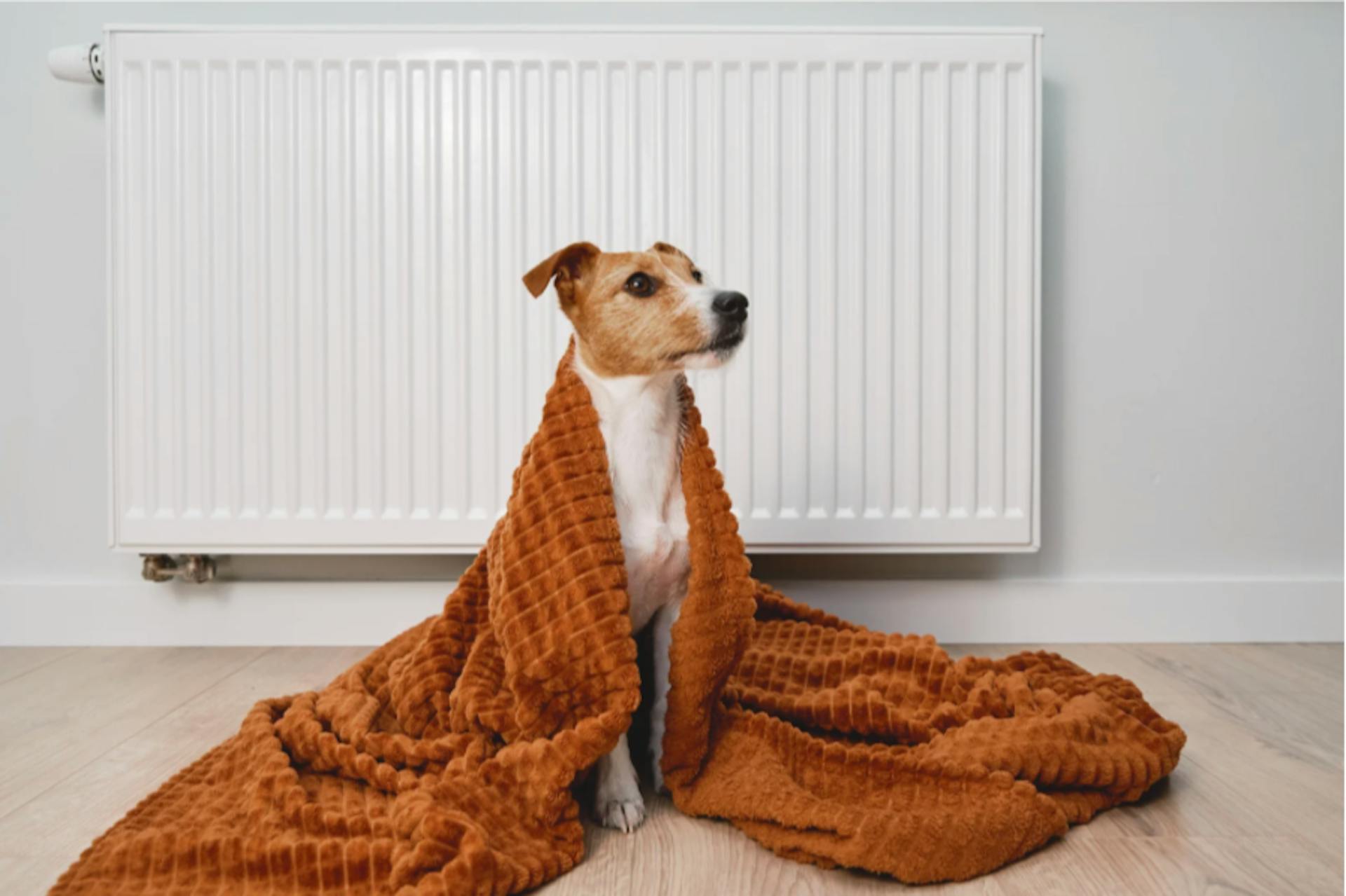 Chienne en chaleur assise sous une couverture