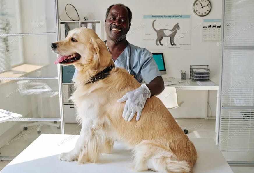 Vétérinaire tenant un Golden Retriever en chaleur assis sur une table d'auscultation 