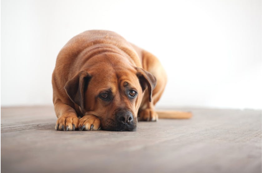 Chien couché qui regarde l'objectif avec un regard triste 