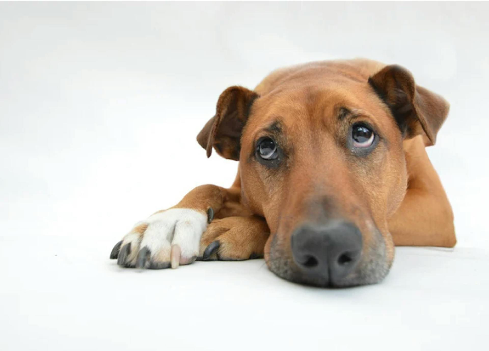 Chien couché qui regarde vers le haut 